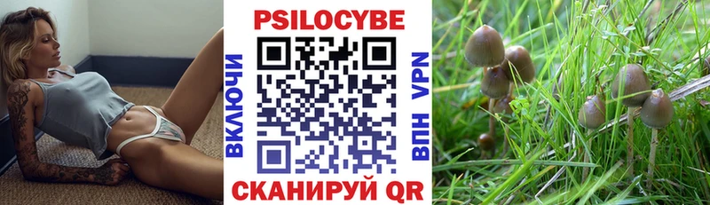 как найти закладки Венёв Псилоцибиновые грибы Cubensis